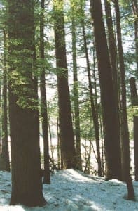 Old growth hemlock and pine, Ashfield, MA