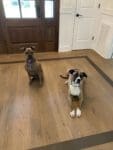 Live sawn white oak floor #2017
