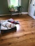 Dog friendly wood floor