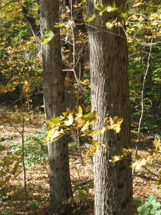 wood floors directly from our forests