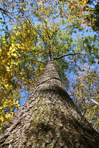 Connecticut white oak