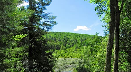 wood floors from US forests